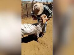 El Sumario - Un pastor turco se volvió viral por los looks de sus cabras
