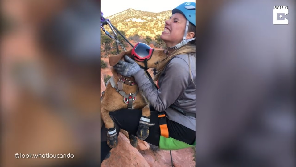 El Sumario - Mira cómo un perro acompaña a sus dueños en todas sus aventuras