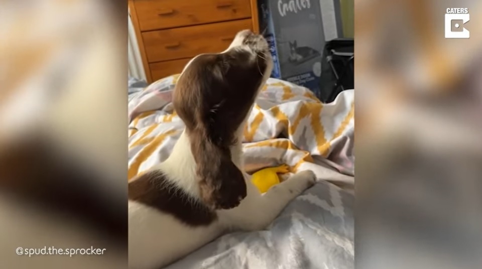 El Sumario - Descubre por qué la reacción de un perro se volvió viral en TikTok