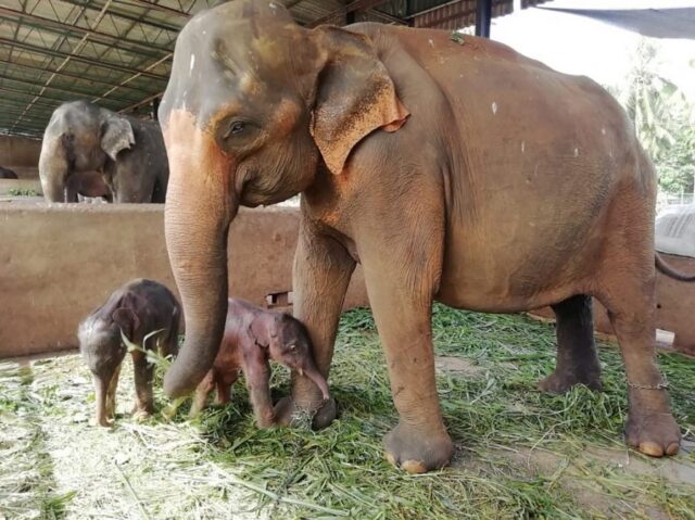 El Sumario - Nacieron elefantes gemelos en un orfanato de Sri Lanka