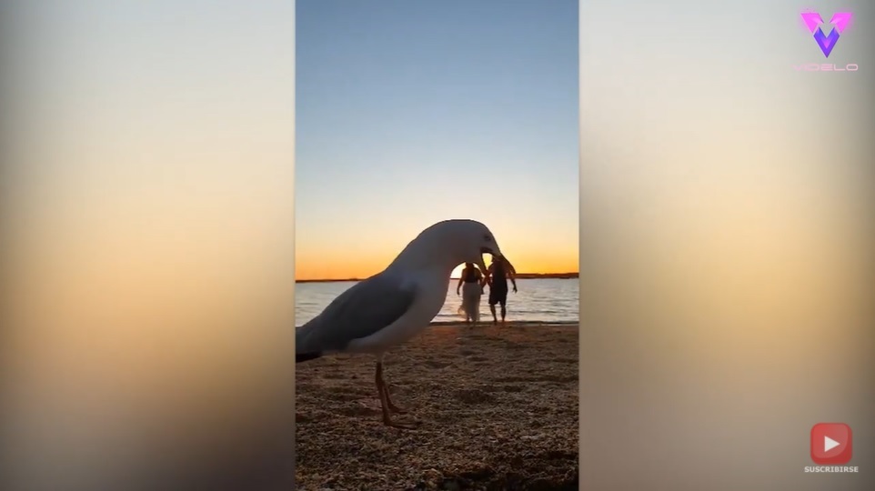 El Sumario - Gaviotas entrometidas arruinan el romanticismo de una pareja
