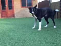 El Sumario - Conoce a Toby, un perro con habilidades futbolísticas