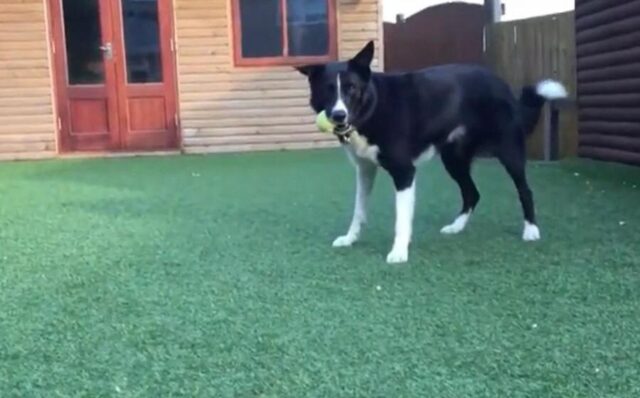 El Sumario - Conoce a Toby, un perro con habilidades futbolísticas