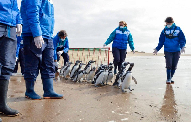 Pingüinos regresan al mar en Argentina tras rehabilitación