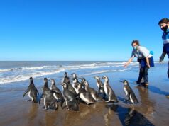 El Sumario - Pingüinos regresan al mar en Argentina tras rehabilitación