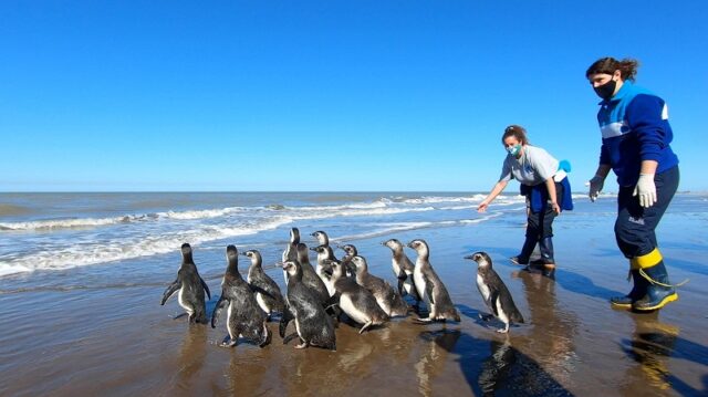 El Sumario - Pingüinos regresan al mar en Argentina tras rehabilitación El Sumario - Pingüinos regresan al mar en Argentina tras rehabilitación