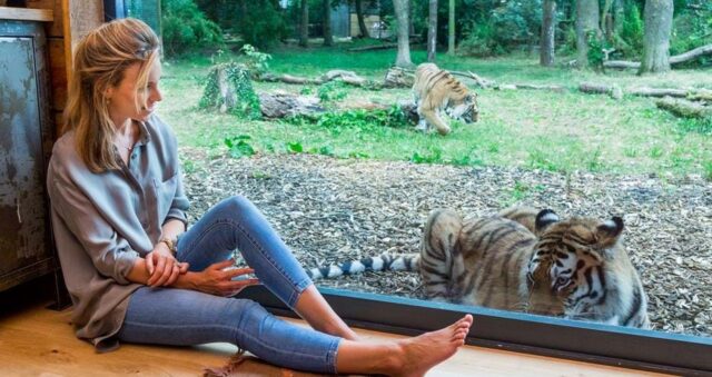 El Sumario – Un hotel de Reino Unido permite a sus huéspedes dormir dentro de un recinto de tigres