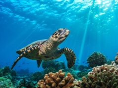 El Sumario - Unesco investigará los riesgos de las especies marinas por el cambio climático