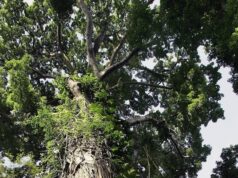 El Sumario - Botánicos hallan nueva especie de árbol de caoba en Ruanda