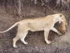 El Sumario - ¡Mamá al rescate! Mira cómo una leona salvó a su cachorro