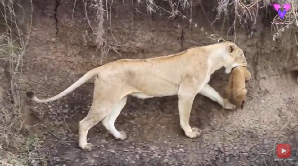 El Sumario - ¡Mamá al rescate! Mira cómo una leona salvó a su cachorro