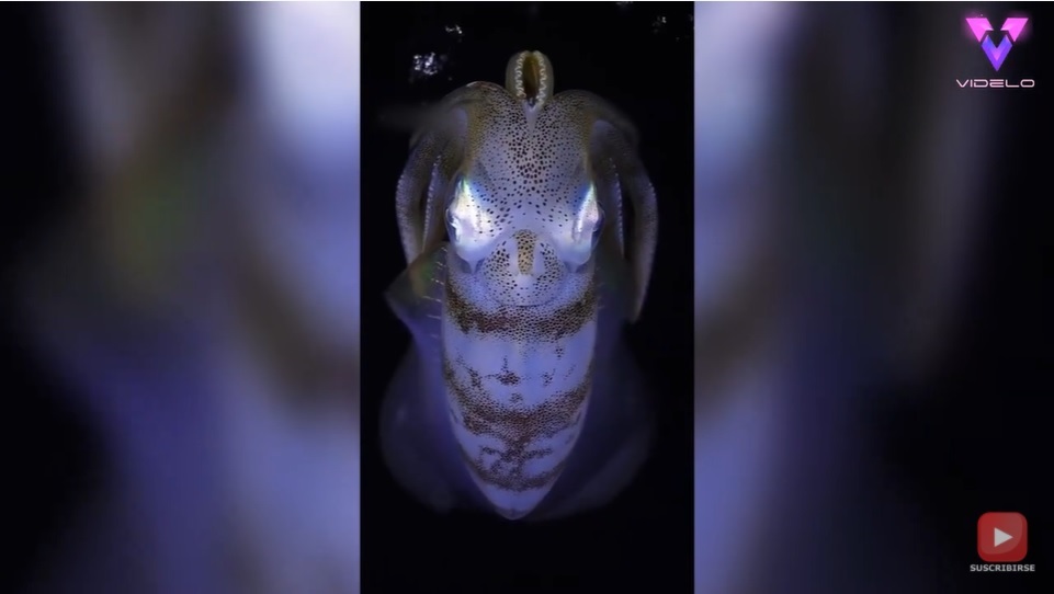 El Sumario - Fotógrafo hondureño captura en imágenes extrañas criaturas del mundo submarino