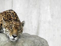 El Sumario - Murió Caroní, el jaguar en cautiverio que vivía en el Parque del Este