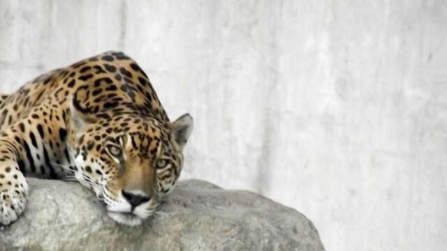 El Sumario - Murió Caroní, el jaguar en cautiverio que vivía en el Parque del Este El Sumario - Murió Caroní, el jaguar en cautiverio que vivía en el Parque del Este