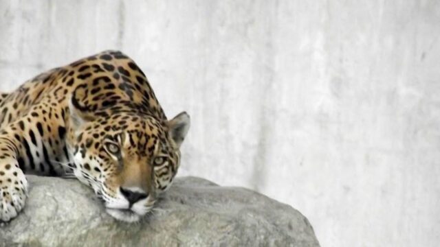 El Sumario - Murió Caroní, el jaguar en cautiverio que vivía en el Parque del Este