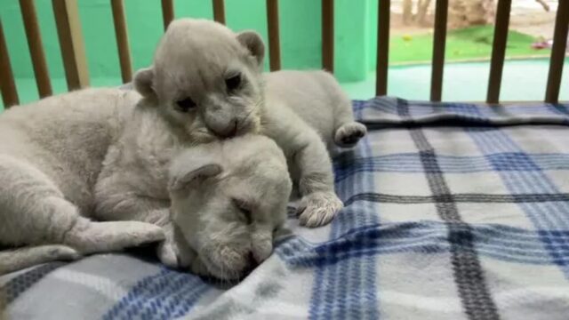 El Sumario - Nacen dos crías de león blanco en una reserva animal de España