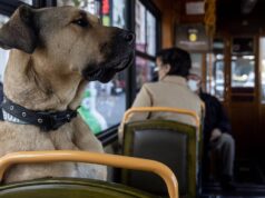 El Sumario - Boji, el perrito callejero que recorre Estambul en trasporte público