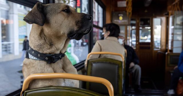 El Sumario - Boji, el perrito callejero que recorre Estambul en trasporte público
