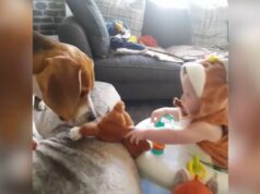 El Sumario - Mira la inquebrantable amistad entre un Beagle y un bebé