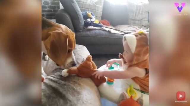 El Sumario - Mira la inquebrantable amistad entre un Beagle y un bebé El Sumario - Mira la inquebrantable amistad entre un Beagle y un bebé