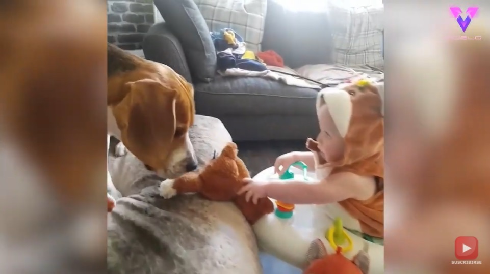 El Sumario - Mira la inquebrantable amistad entre un Beagle y un bebé