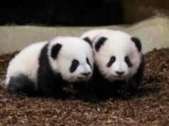 Pandas gemelas