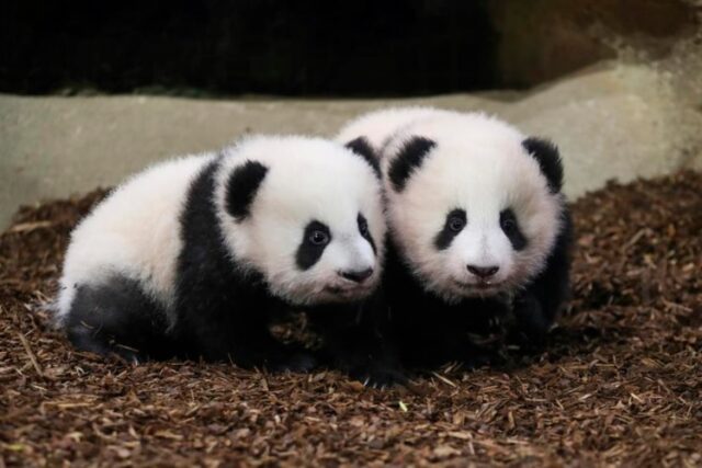 Pandas gemelas