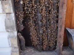 Colmena de abejas