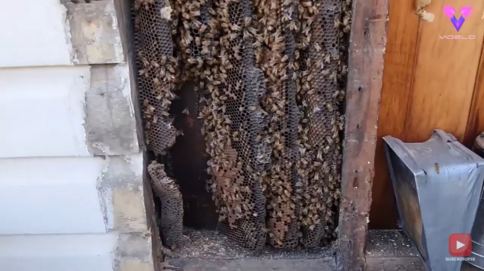 Colmena de abejas