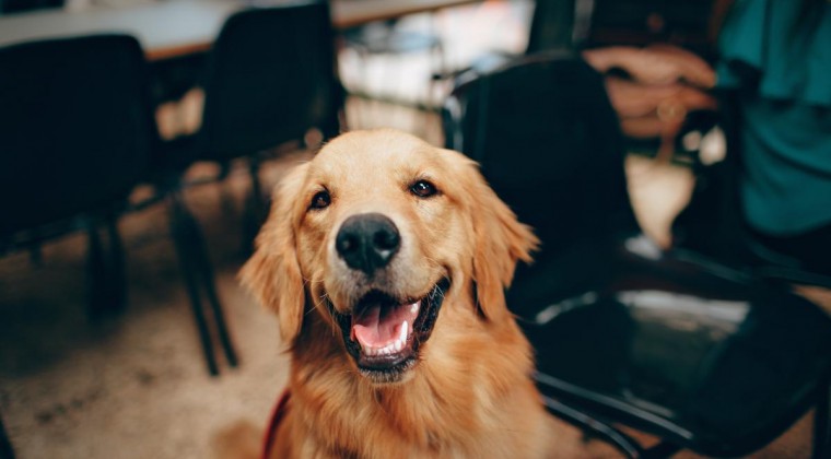 cerebros de los perros