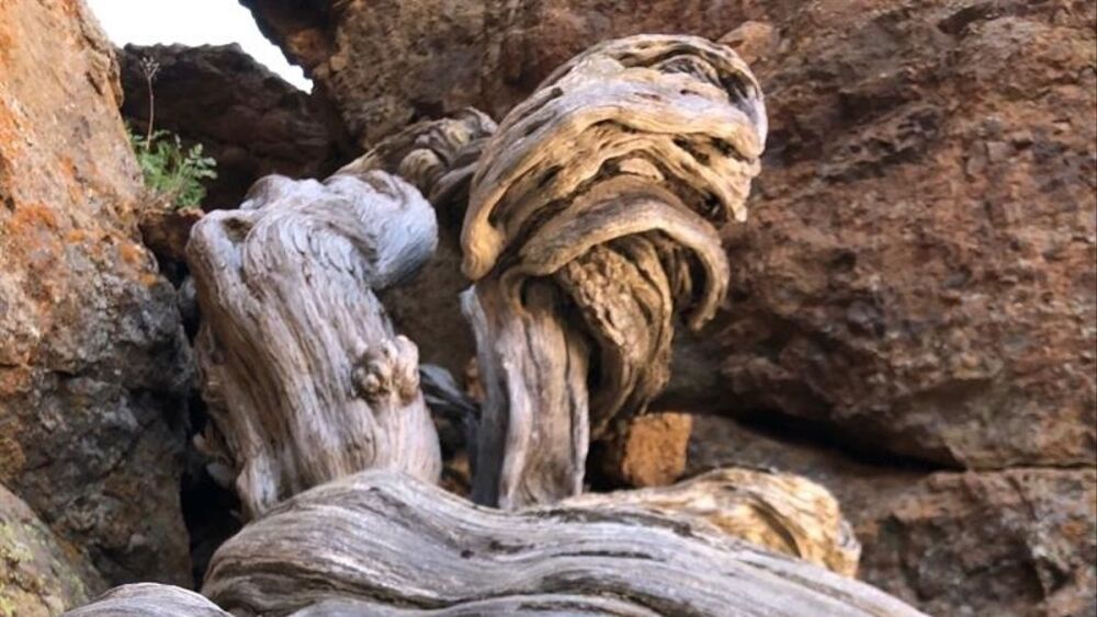 árbol más viejo de Europa árbol más viejo de Europa