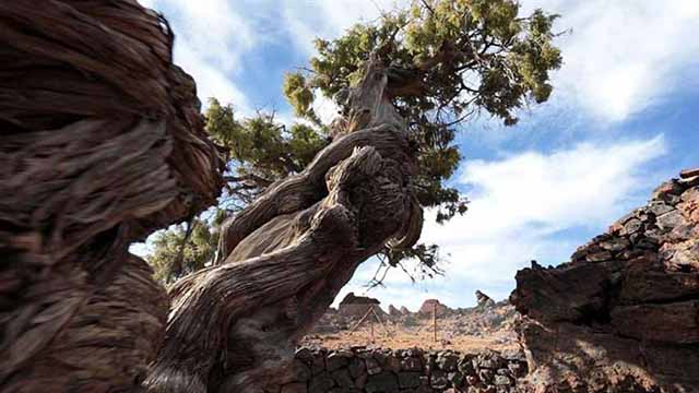 árbol más viejo de Europa