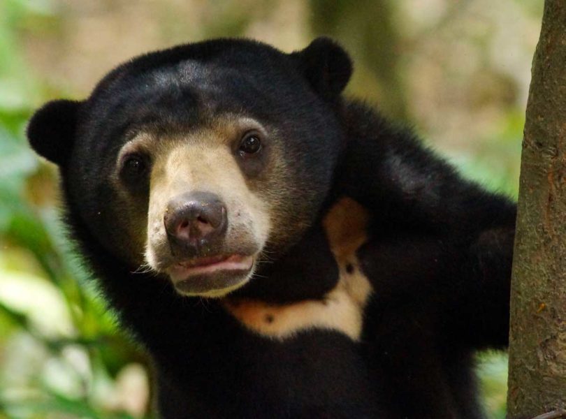 oso malayo