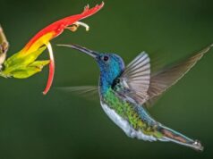 colibríes