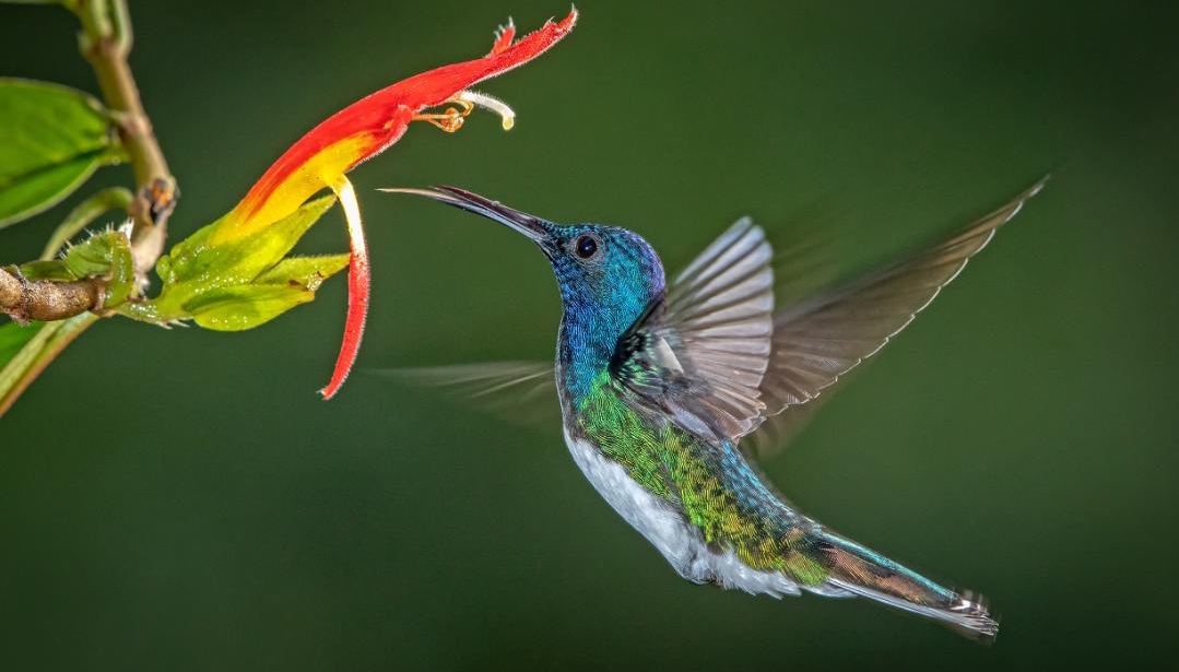 colibríes