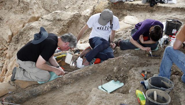 El Sumario - Arqueólogos descubren en Israel un colmillo de elefante de medio millón de años colmillo de elefante