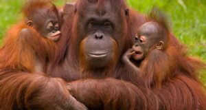 habla humana orangutanes comunicación