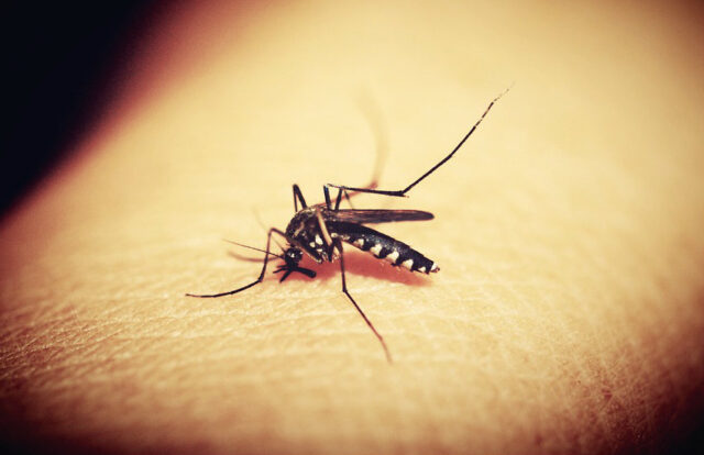 paludismo-malaria