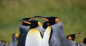 pinguinos rey