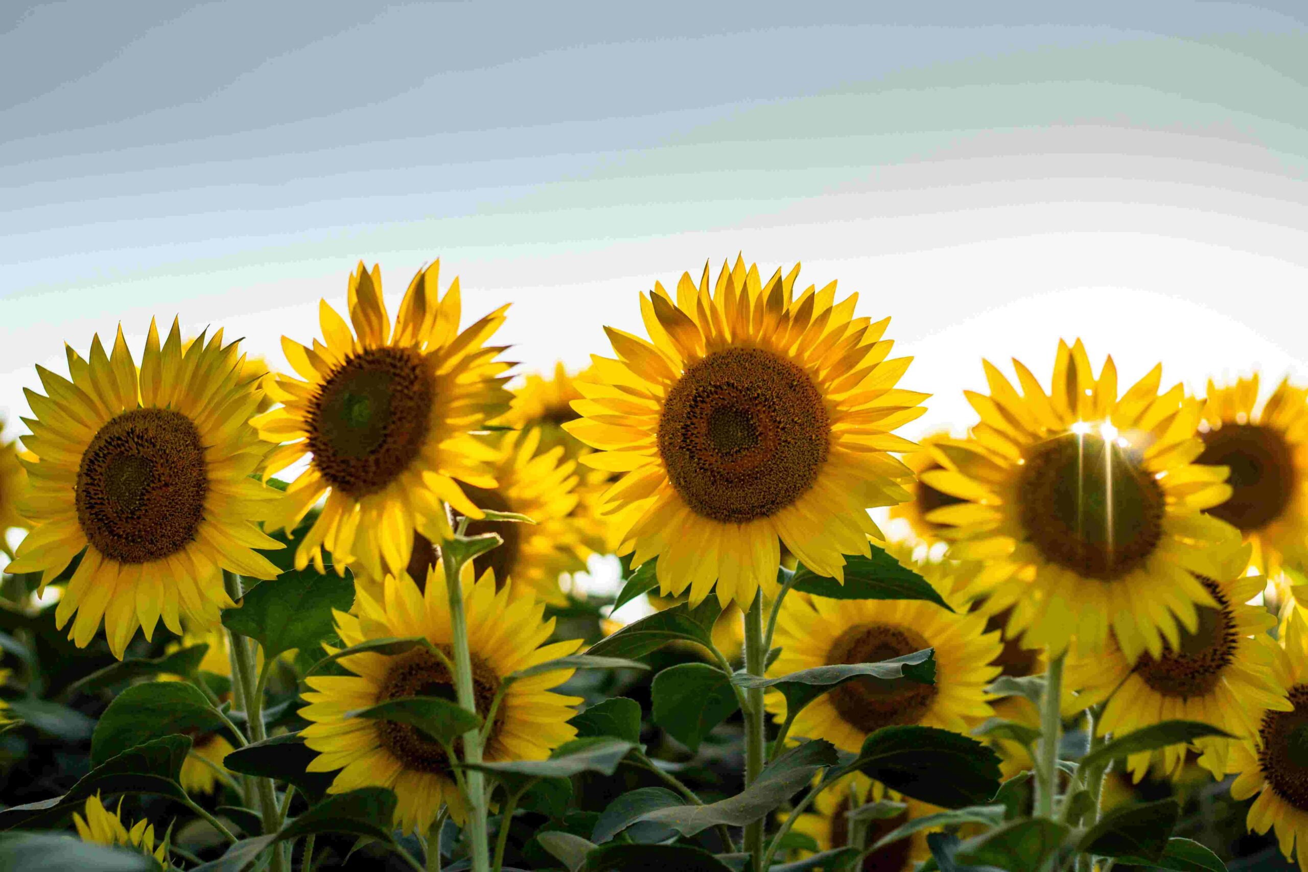 Girasoles