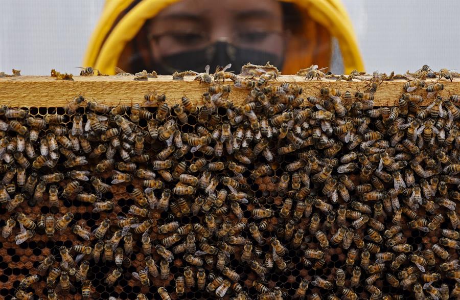abejas