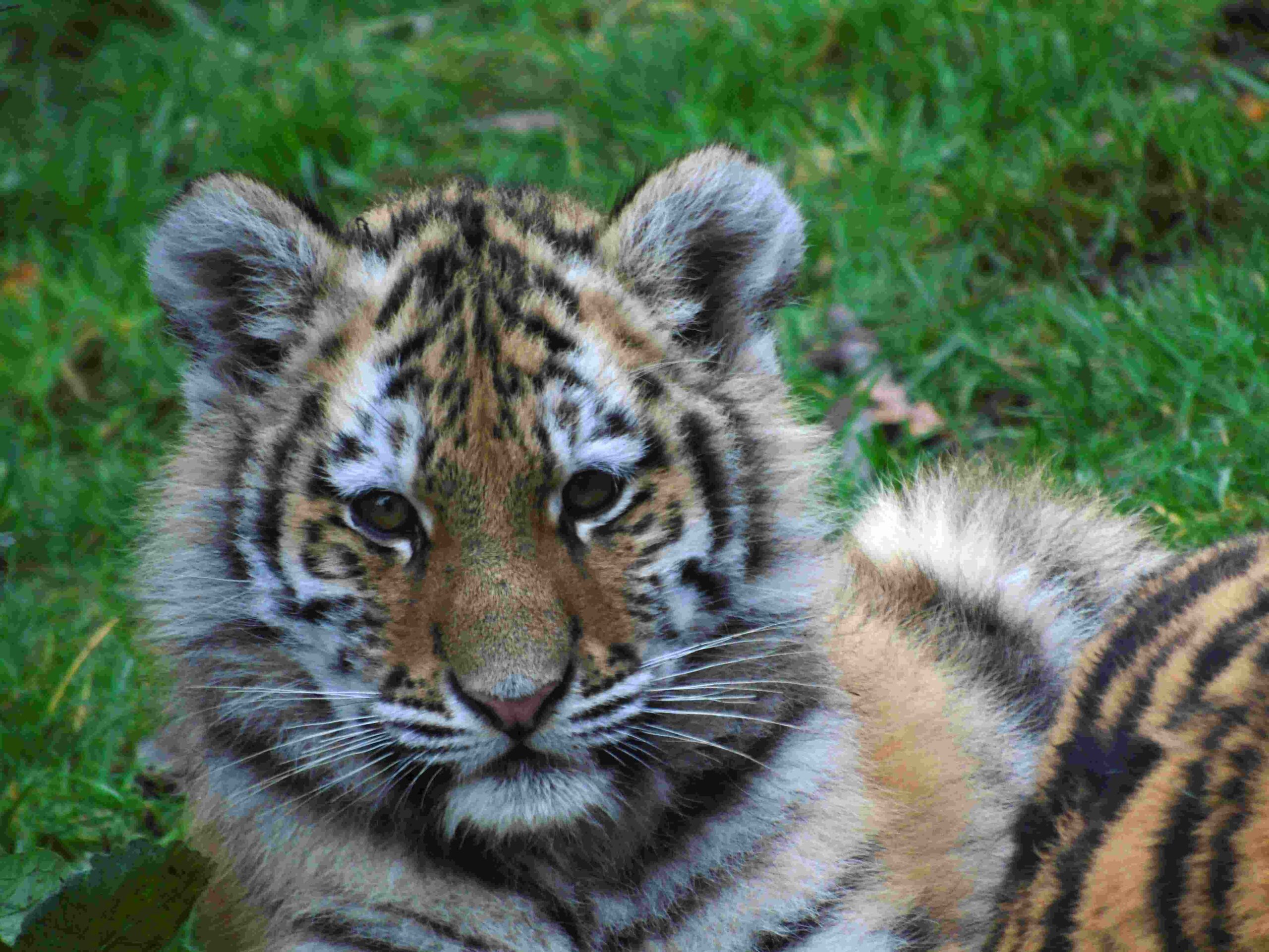 Tigres