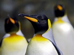 pingüinos