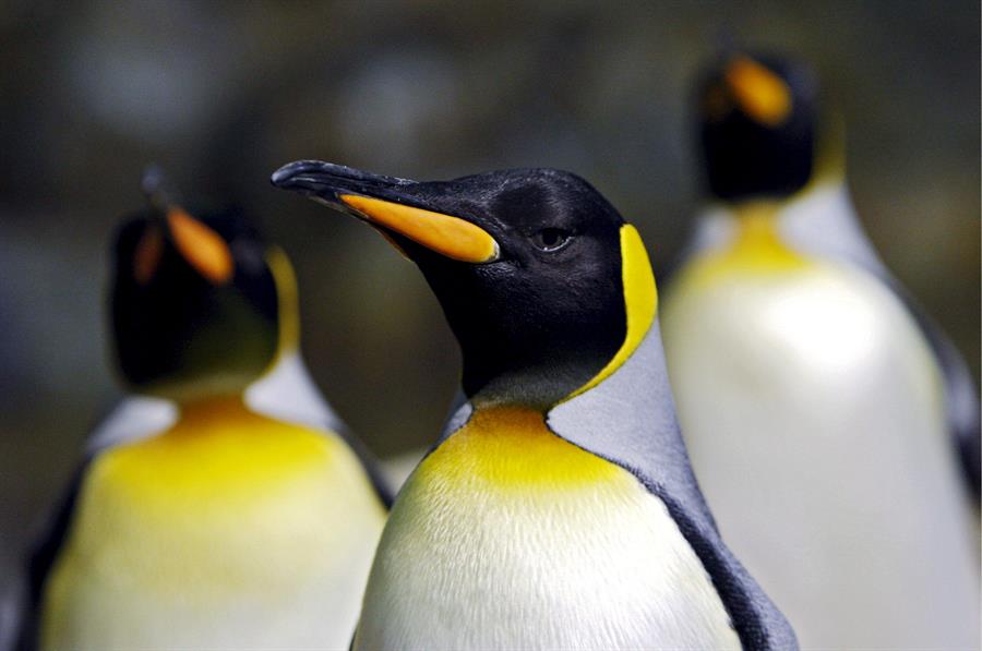 pingüinos