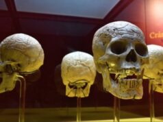 Museo de cráneos en México - Swarosvki