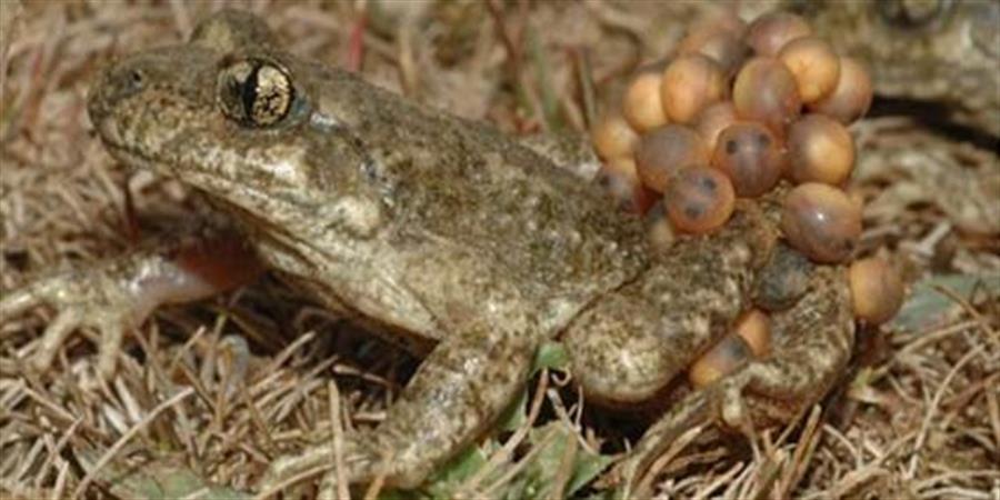anfibios