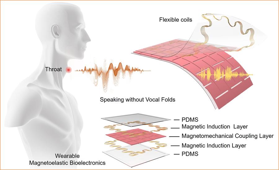 cuerdas vocales