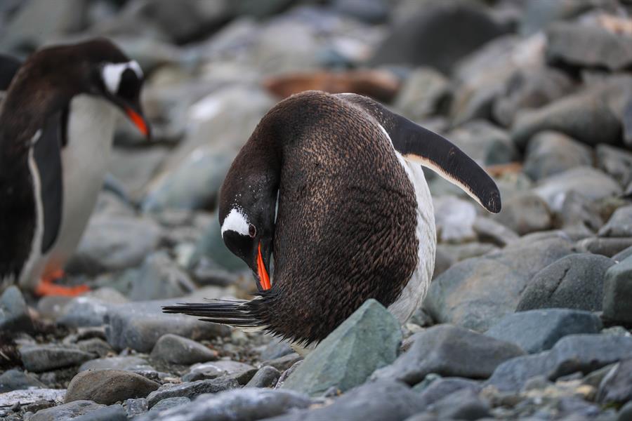 pingüinos