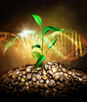 genoma café arábica