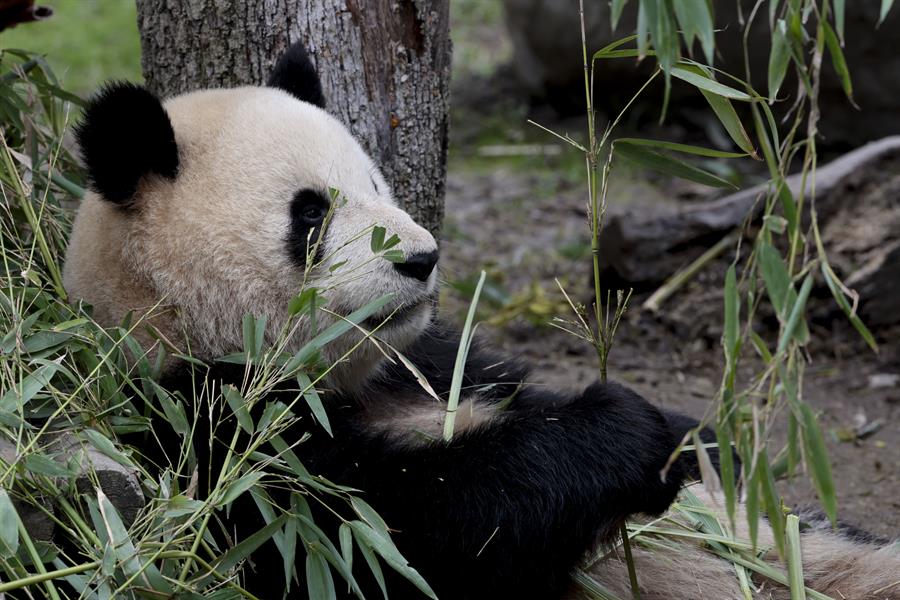 pandas